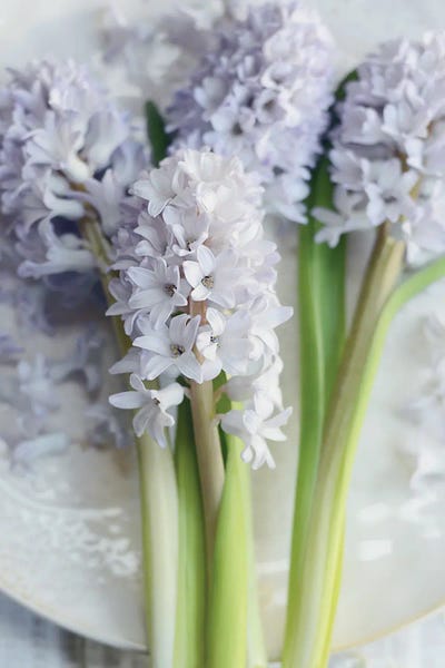 My Quiet Beauty by Sarah Gardner gallery poster