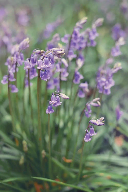 Spring Flowers