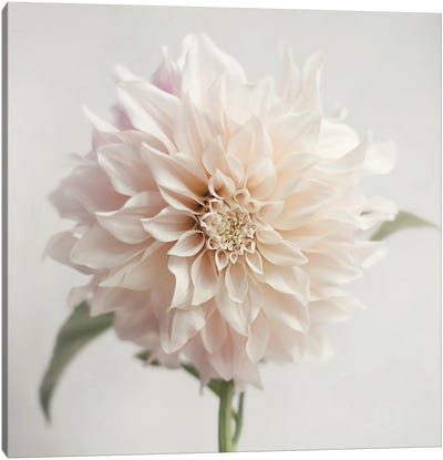 White Bloom From The Garden Canvas Art Print