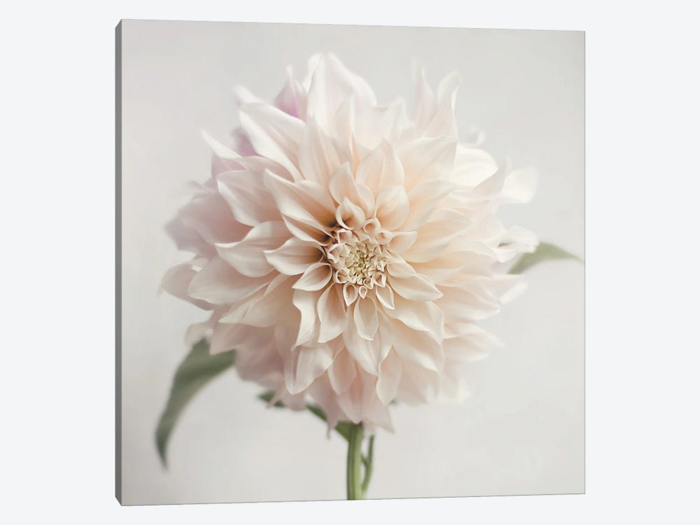 White Bloom From The Garden by Sarah Jane 1-piece Canvas Artwork