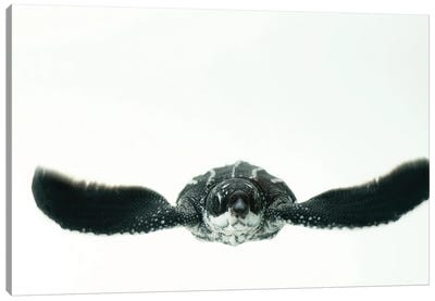 A Half-Day-Old Hatchling Leatherback Turtle From Bioko Island II Canvas Art Print - Turtle Art