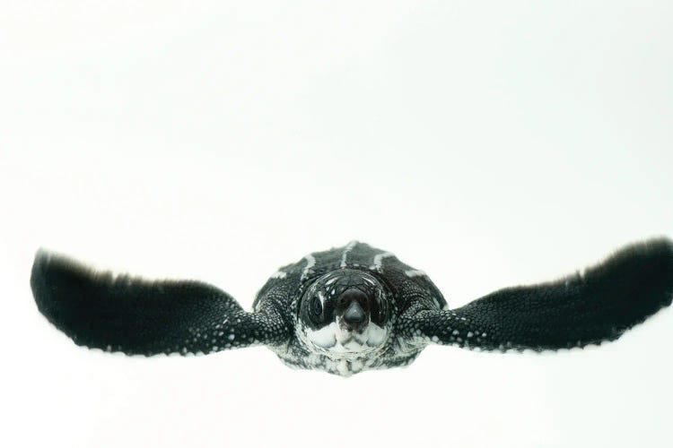 A Half-Day-Old Hatchling Leatherback Turtle From Bioko Island II