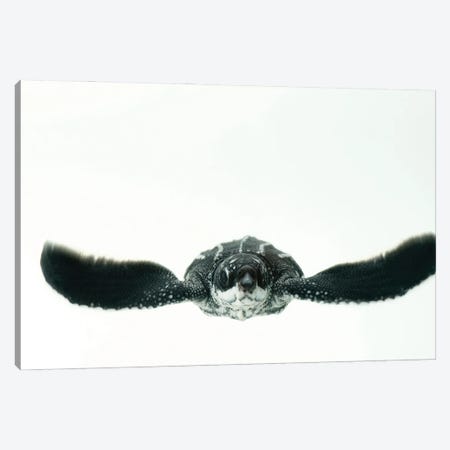 A Half-Day-Old Hatchling Leatherback Turtle From Bioko Island II Canvas Print #SRR100} by Joel Sartore Canvas Print