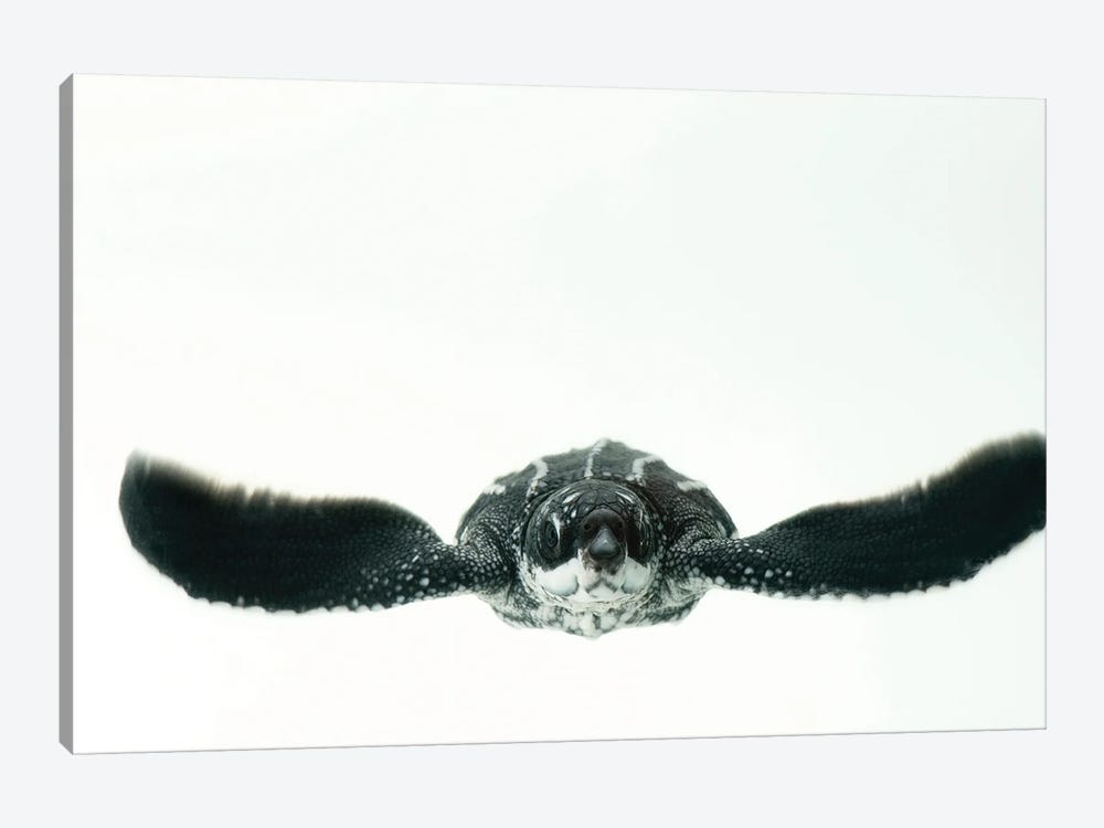 A Half-Day-Old Hatchling Leatherback Turtle From Bioko Island II by Joel Sartore 1-piece Canvas Print