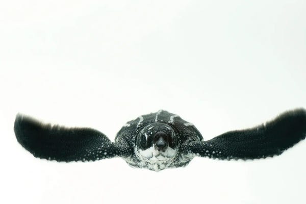 Turtles: Hatchling Leatherback Turtle II From Bioko Island by Joel Sartore