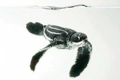 Hatchling Leatherback Turtle III From Bioko Island by Joel Sartore art print