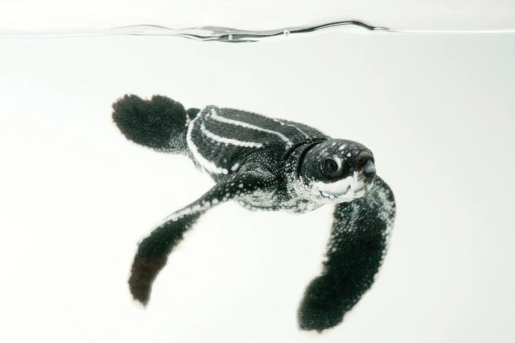 A Half-Day-Old Hatchling Leatherback Turtle From Bioko Island III