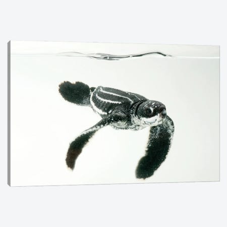 A Half-Day-Old Hatchling Leatherback Turtle From Bioko Island III Canvas Print #SRR101} by Joel Sartore Canvas Art Print