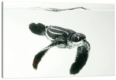 A Half-Day-Old Hatchling Leatherback Turtle From Bioko Island III Canvas Art Print - Joel Sartore
