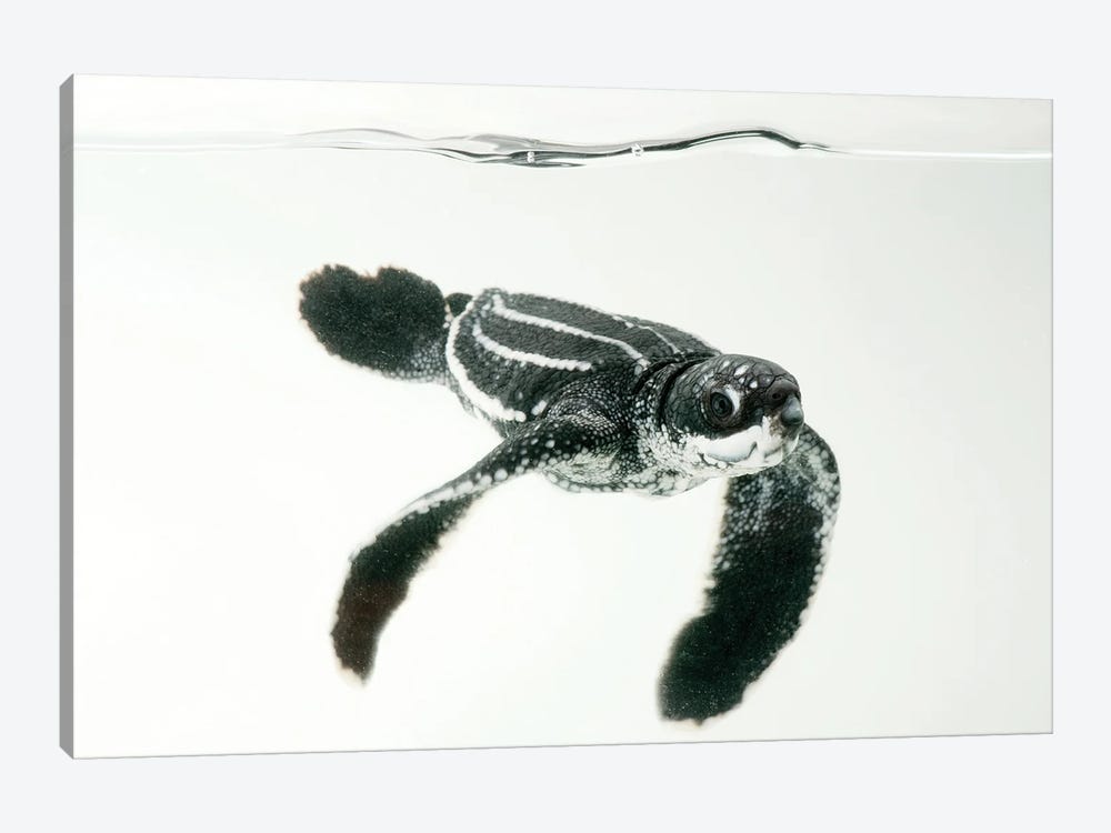 A Half-Day-Old Hatchling Leatherback Turtle From Bioko Island III by Joel Sartore 1-piece Canvas Art