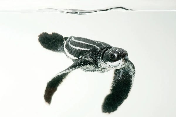 Turtles: Hatchling Leatherback Turtle III From Bioko Island by Joel Sartore