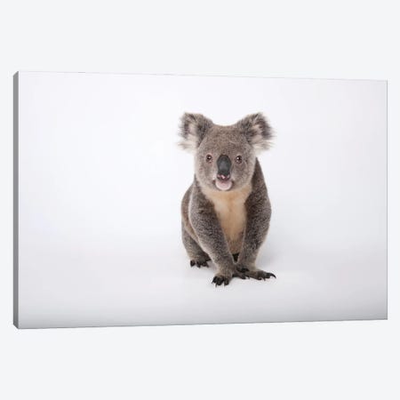 A Hand-Raised Koala At Dreamworld In Queensland, Australia Canvas Print #SRR102} by Joel Sartore Art Print