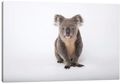 A Hand-Raised Koala At Dreamworld In Queensland, Australia Canvas Art Print - Koala Art