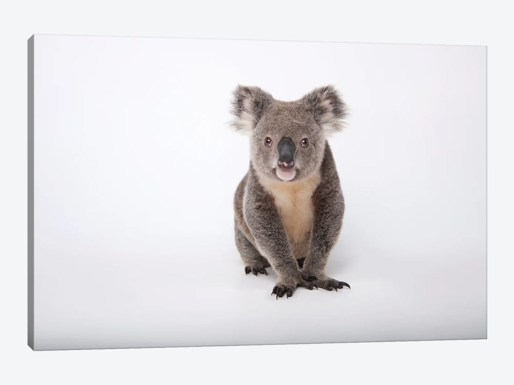 A Hand-Raised Koala At Dreamworld In Queensland, Australia by Joel Sartore 1-piece Art Print