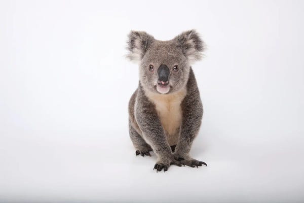 Koalas: A Hand-Raised Koala At Dreamworld In Queensland, Australia by Joel Sartore