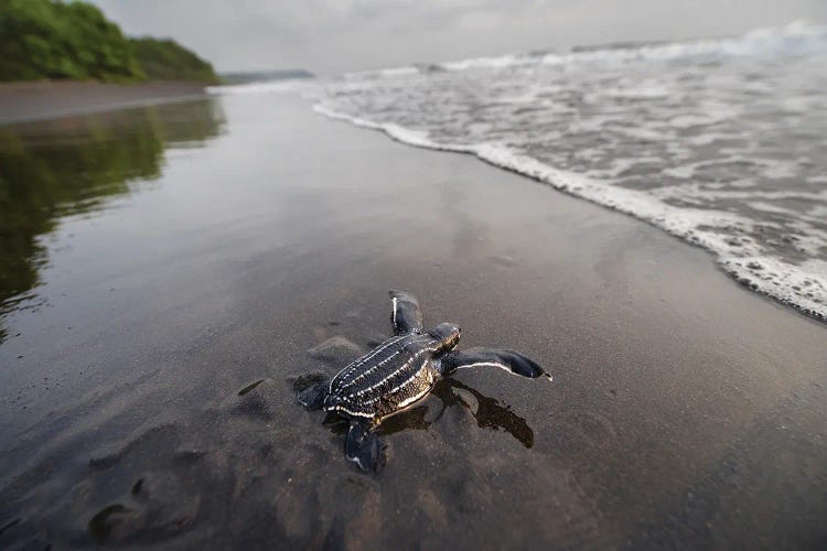 A Hatchling Leatherback Sea Turtle Crawls Along The Beach Toward The Ocean On Bioko Island, Equatorial Guinea