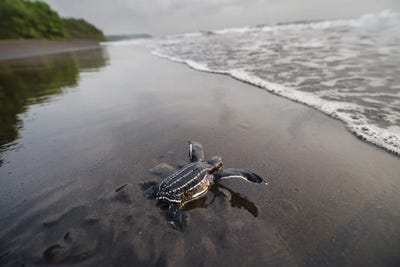 Equatorial Guinea