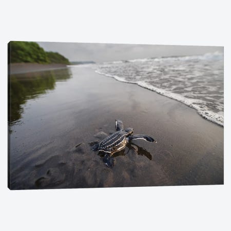 A Hatchling Leatherback Sea Turtle Crawls Along The Beach Toward The Ocean On Bioko Island, Equatorial Guinea Canvas Print #SRR103} by Joel Sartore Canvas Art Print