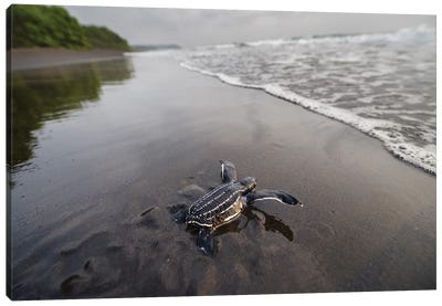 A Hatchling Leatherback Sea Turtle Crawls Along The Beach Toward The Ocean On Bioko Island, Equatorial Guinea Canvas Art Print