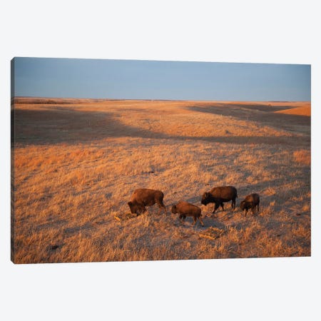 A Herd Of Bison Roam On A Ranch Near Valentine, Nebraska I Canvas Print #SRR104} by Joel Sartore Canvas Artwork
