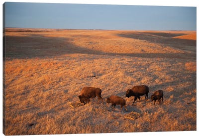 A Herd Of Bison Roam On A Ranch Near Valentine, Nebraska I Canvas Art Print - Nebraska