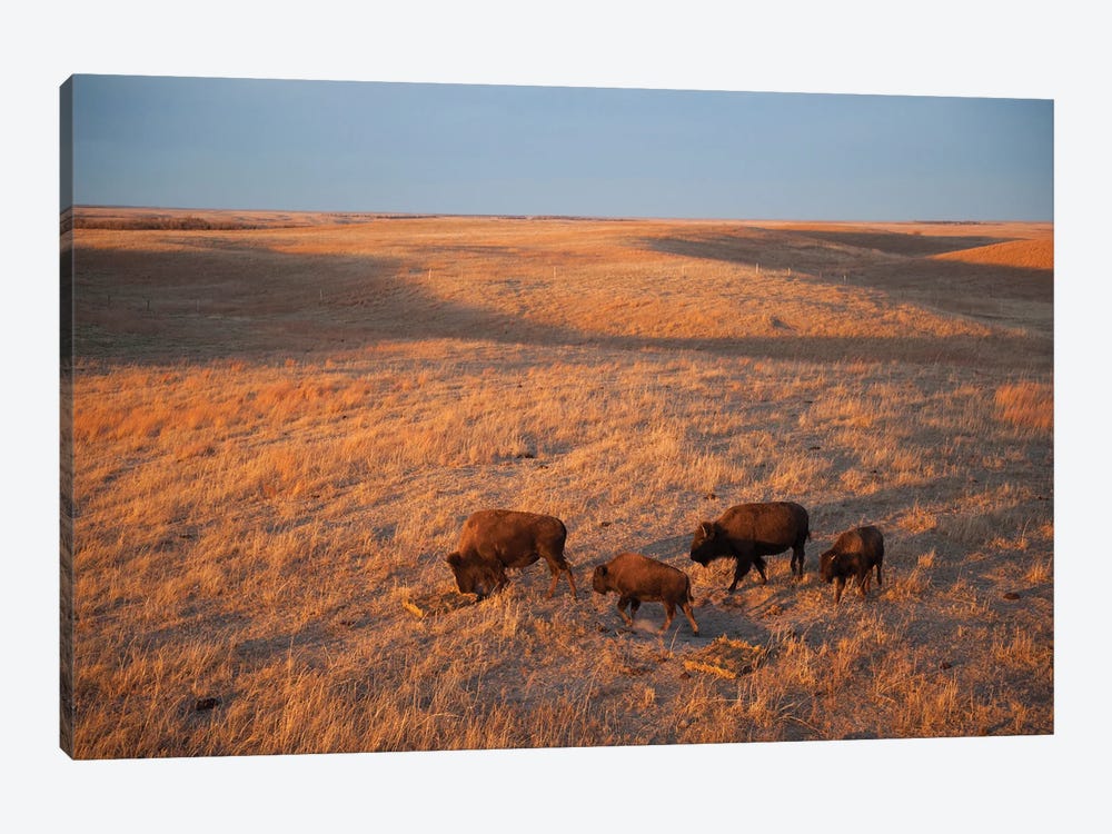 A Herd Of Bison Roam On A Ranch Near Valentine, Nebraska I by Joel Sartore 1-piece Canvas Art Print