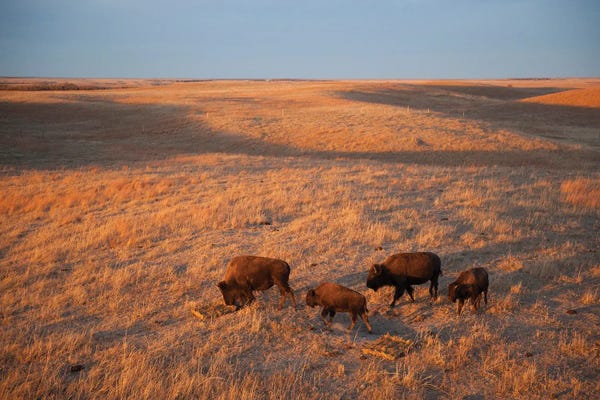 Joel Sartore: A Herd Of Bison Roam I On A Ranch Near Valentine, Nebraska by Joel Sartore