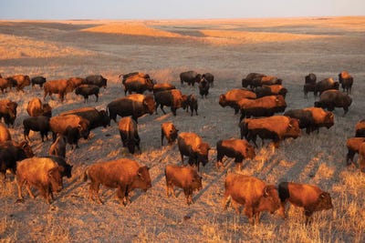 A Herd Of Bison Roam II On A Ranch Near Valentine, Nebraska by Joel Sartore art print