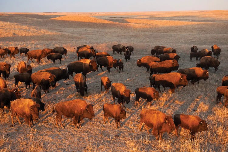 A Herd Of Bison Roam On A Ranch Near Valentine, Nebraska II