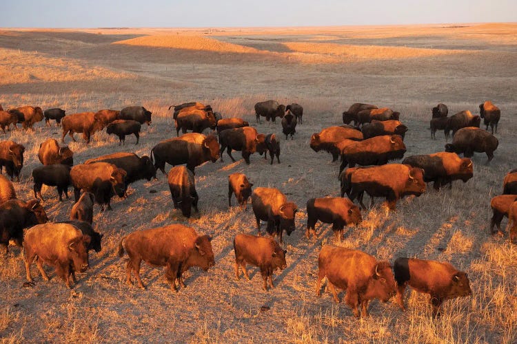 A Herd Of Bison Roam II On A Ranch Near Valentine, Nebraska