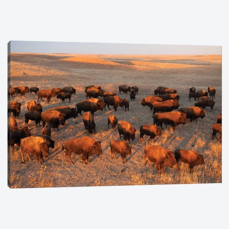 A Herd Of Bison Roam On A Ranch Near Valentine, Nebraska II Canvas Print #SRR105} by Joel Sartore Canvas Wall Art