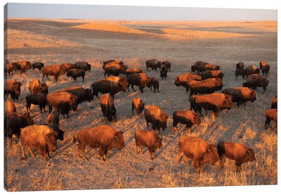 A Herd Of Bison Roam On A Ranch Near Valentine, Nebraska II Canvas Art Print - Nebraska