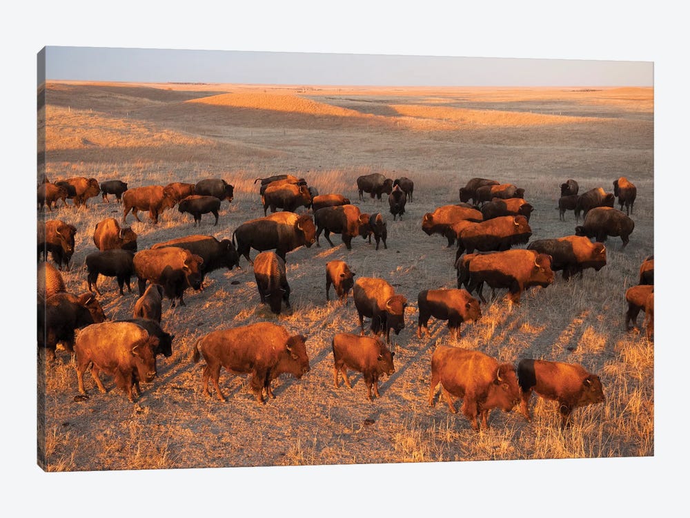A Herd Of Bison Roam On A Ranch Near Valentine, Nebraska II by Joel Sartore 1-piece Canvas Art
