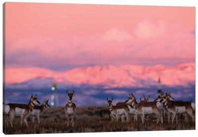A Herd Of Pronghorns Graze Near Gas Drilling Rigs Sunset Near Pinedale, Wyoming Canvas Art Print - Snowy Mountain Art
