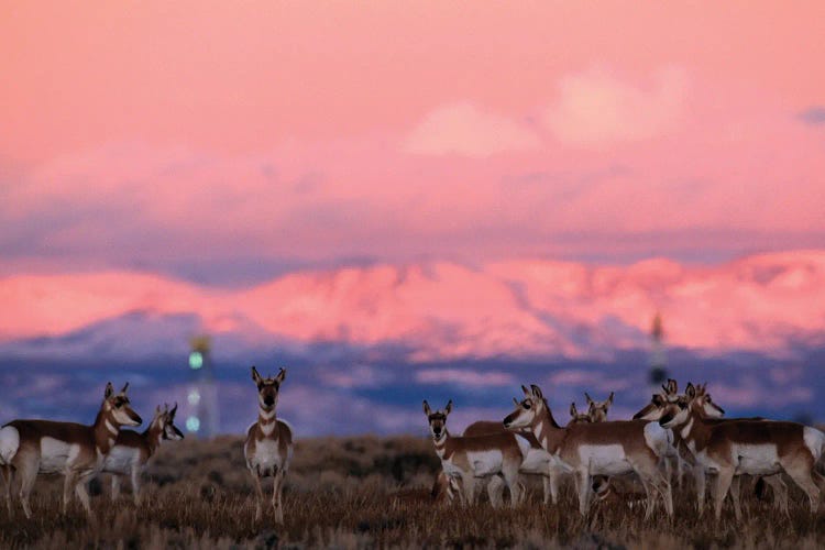 A Herd Of Pronghorns Graze Near Gas Drilling Rigs Sunset Near Pinedale, Wyoming