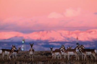 Pronghorns