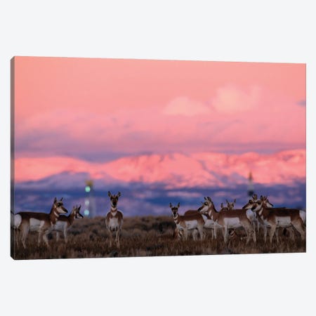 A Herd Of Pronghorns Graze Near Gas Drilling Rigs Sunset Near Pinedale, Wyoming Canvas Print #SRR106} by Joel Sartore Canvas Art
