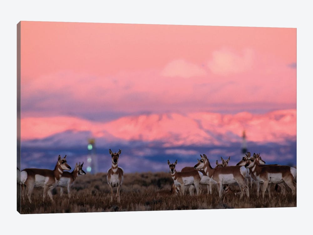 A Herd Of Pronghorns Graze Near Gas Drilling Rigs Sunset Near Pinedale, Wyoming by Joel Sartore 1-piece Canvas Art Print
