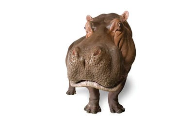 A Hippopotamus At The San Antonio Zoo This Species Is Listed As Vulnerable By Iucn by Joel Sartore art print