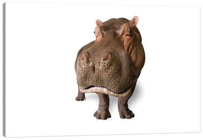 A Hippopotamus At The San Antonio Zoo This Species Is Listed As Vulnerable By Iucn Canvas Art Print - Hippopotamus Art