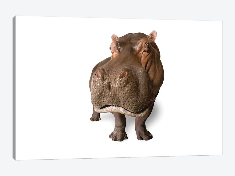 A Hippopotamus At The San Antonio Zoo This Species Is Listed As Vulnerable By Iucn by Joel Sartore 1-piece Canvas Art