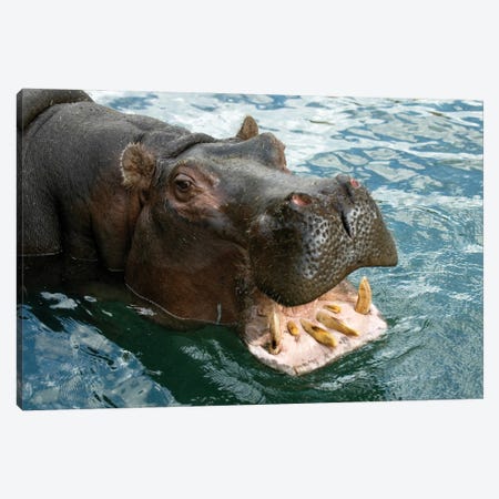 A Hippopotamus Bares Its Teeth At The Sedgwick County Zoo Canvas Print #SRR108} by Joel Sartore Canvas Print