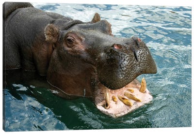 A Hippopotamus Bares Its Teeth At The Sedgwick County Zoo Canvas Art Print - Joel Sartore