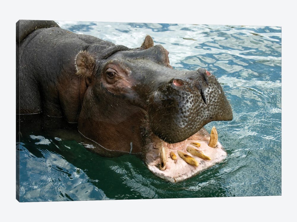 A Hippopotamus Bares Its Teeth At The Sedgwick County Zoo by Joel Sartore 1-piece Canvas Print