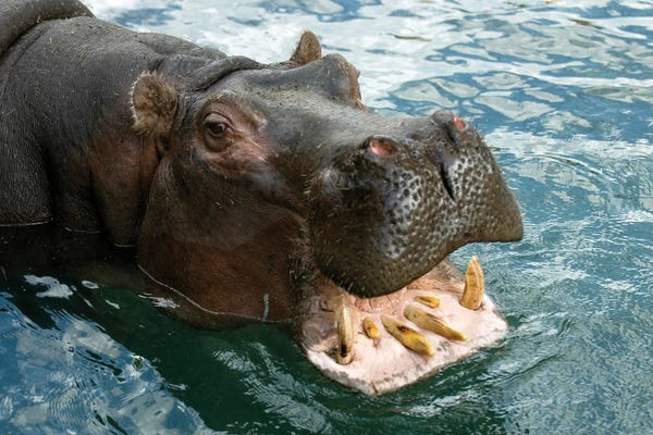 Hippopotamuses: A Hippopotamus Bares Its Teeth At The Sedgwick County Zoo by Joel Sartore