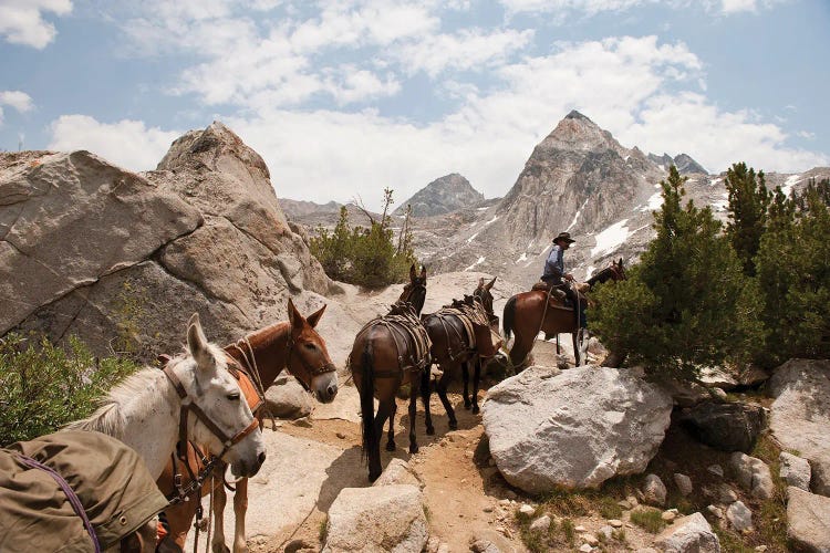 A Horse And Rider Lead A String Of Pack Animals In King's Canyon National Park, California