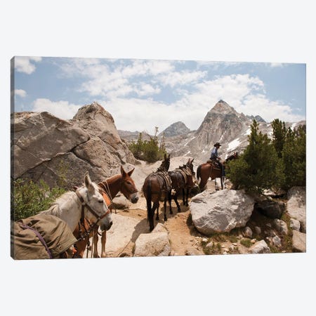 A Horse And Rider Lead A String Of Pack Animals In King's Canyon National Park, California Canvas Print #SRR109} by Joel Sartore Art Print