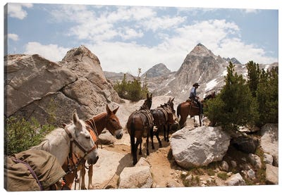 A Horse And Rider Lead A String Of Pack Animals In King's Canyon National Park, California Canvas Art Print - Joel Sartore