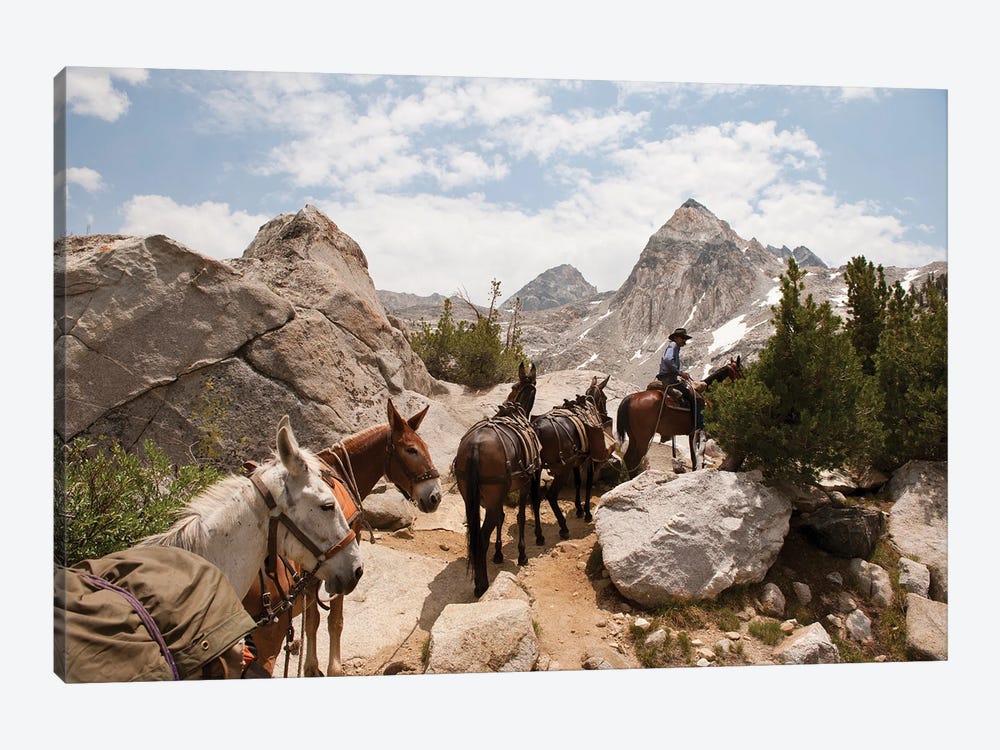 A Horse And Rider Lead A String Of Pack Animals In King's Canyon National Park, California by Joel Sartore 1-piece Canvas Artwork