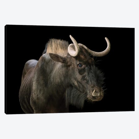 A Black Wildebeest Or White-Tailed Gnu At The Singapore Zoo Canvas Print #SRR10} by Joel Sartore Canvas Artwork